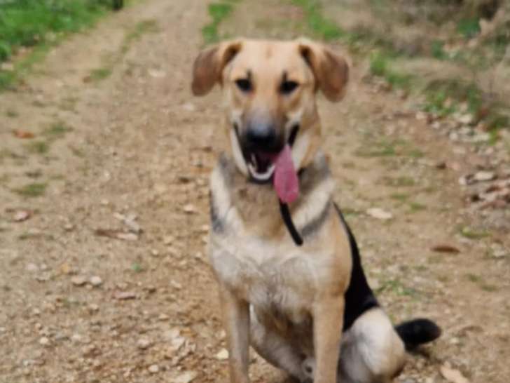 Prêt pour l'adoption : chien au pelage noir et beige d'un an