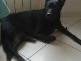 À accueillir : chien au pelage noir de 3 ans