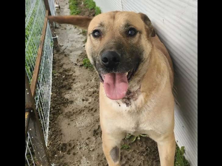 À adopter : chien au pelage beige de 3 ans
