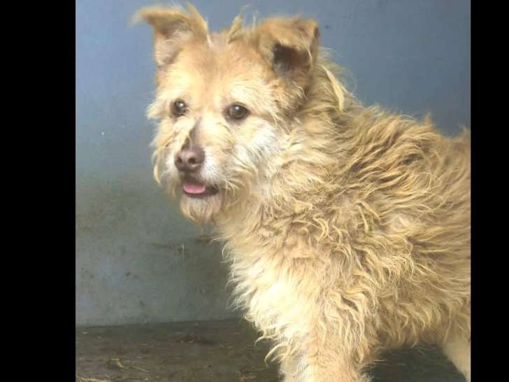 Chien au pelage beige en quête d'un foyer