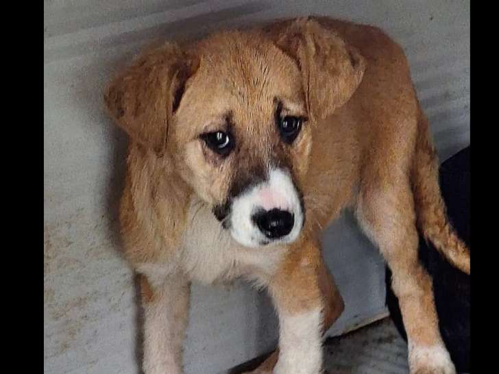 Chiot femelle de 3 mois au pelage tricolore à adopter