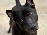 Chien au pelage noir de 3 ans disponible à l'adoption