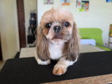 Chien Shih Tzu de 3 ans disponible à l'adoption