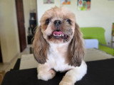 Chien Shih Tzu de 3 ans disponible à l'adoption