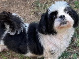 Chienne Shih Tzu de 7 ans à adopter