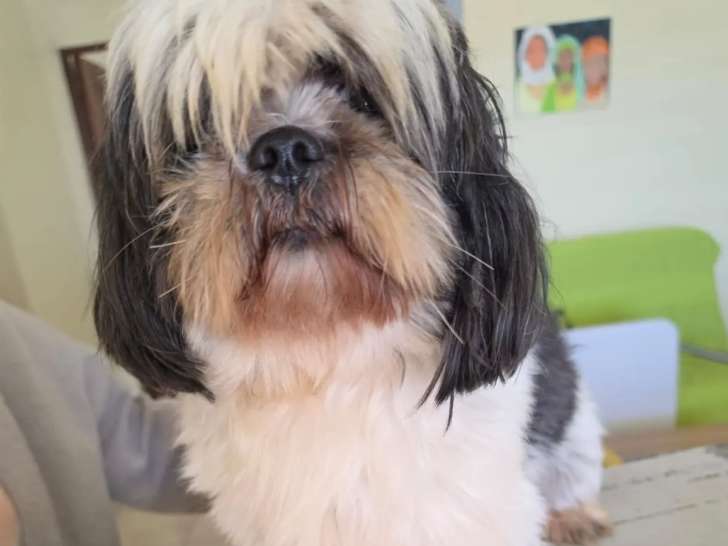 Chien Shih Tzu de 5 ans en quête d'un foyer