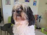 Chien Shih Tzu de 5 ans en quête d'un foyer