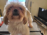 Chienne Shih Tzu de 10 ans à la recherche d'une famille