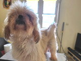 Chienne Shih Tzu de 10 ans à la recherche d'une famille