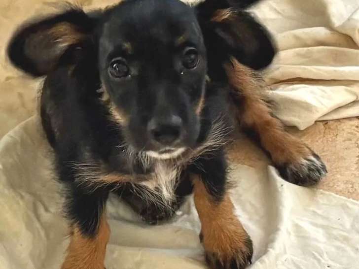 Chiot femelle de 2 mois prête pour l'adoption