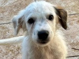 Adoption disponible : chiot femelle de 2 mois