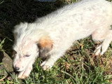 Adoption disponible : chiot femelle de 2 mois