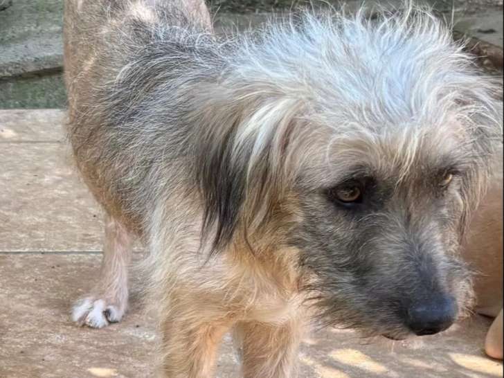 Chienne d'un  an et demi en attente d'un foyer