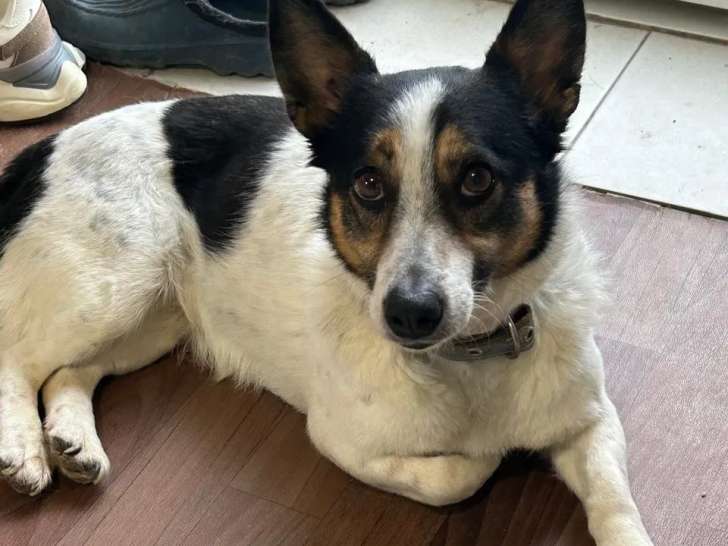 Chienne de 4 ans à la recherche d'une famille