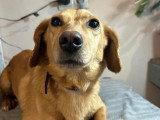 À adopter : chienne de 2 ans calme et posée