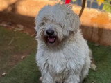 Chien Bichon Frisé blanc de 6 ans disponible à l'adoption