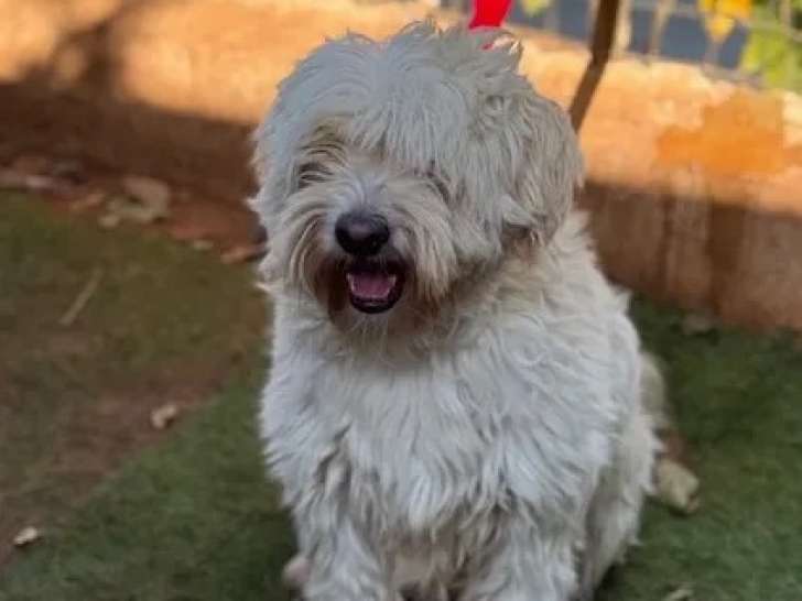 Chien Bichon Frisé blanc de 6 ans disponible à l'adoption