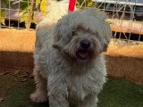 Chien Bichon Frisé blanc de 6 ans disponible à l'adoption