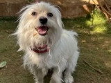 À adopter : chienne Bichon à poil frisé au pelage blanc de 4 ans
