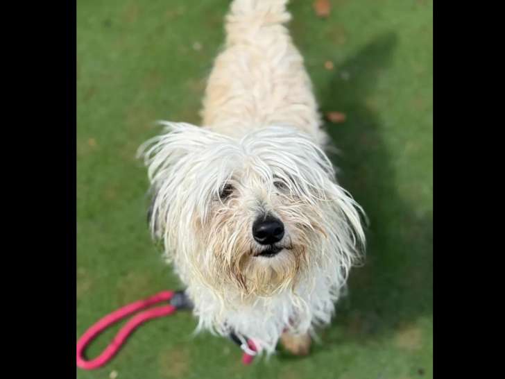 En attente d'adoption : chienne Bichon à poil frisé au pelage blanc de 3 ans