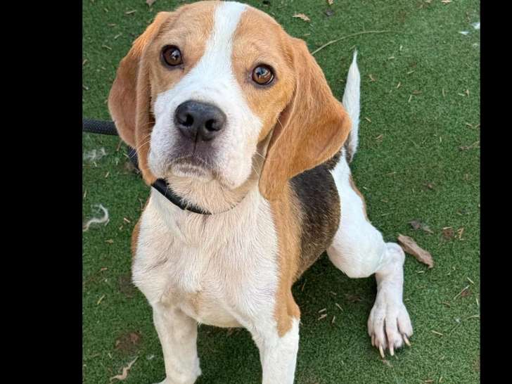 Prêt pour l'adoption : chien Beagle tricolore de 6 ans
