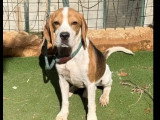 Prêt pour l'adoption : chien Beagle tricolore de 6 ans