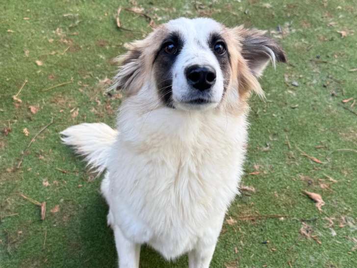 En quête d'un foyer : chienne au pelage tricolore d'un an