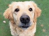 Disponible à l'adoption : chienne Golden Retriever au pelage crème de 6 ans