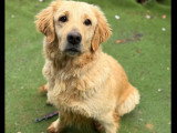 Disponible à l'adoption : chienne Golden Retriever au pelage crème de 6 ans