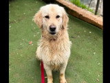 En attente d'un foyer : chien Golden Retriever de 2 ans