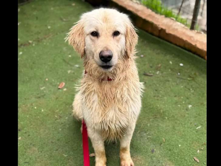 En attente d'un foyer : chien Golden Retriever de 2 ans