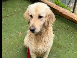 En attente d'un foyer : chien Golden Retriever de 2 ans
