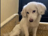 Prête pour l'adoption : chienne Spitz Allemand au pelage blanc de 2 ans