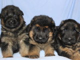 Magnifiques  chiots Berger Allemand de lignée de champions à vendre