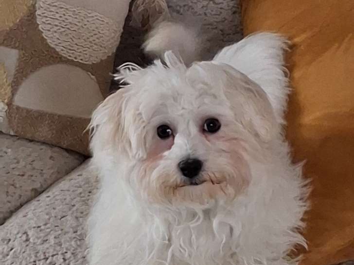 Chiot Bichon Maltais de 5 mois à vendre