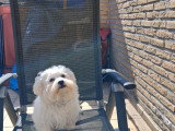 Chiot Bichon Maltais de 5 mois à vendre