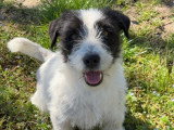 Jack Russell noir et blanc LOF adulte mâle à vendre