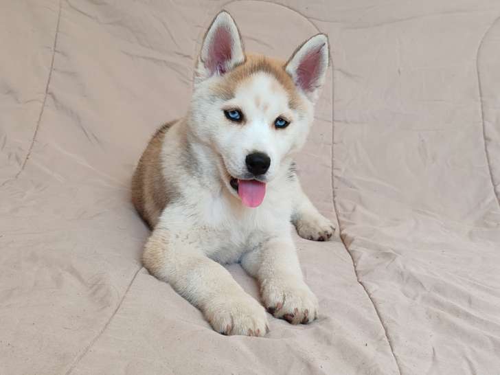 Beaux chiots Husky Sibérien à vendre
