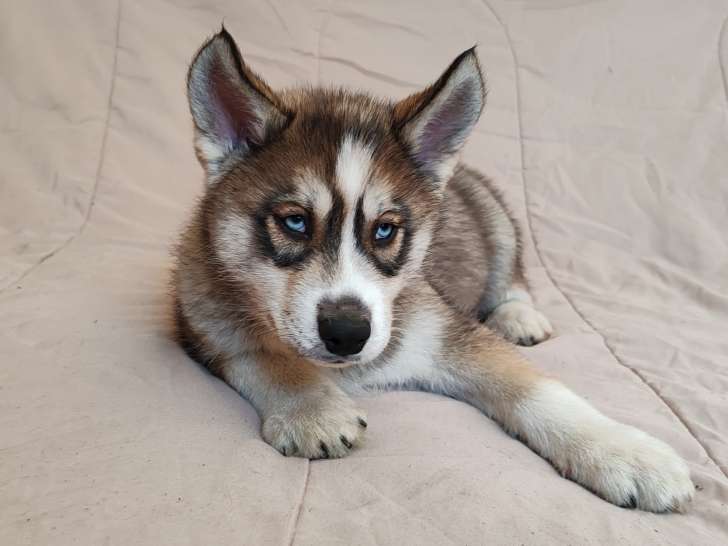 Beaux chiots Husky Sibérien à vendre