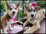 Huskys mâles