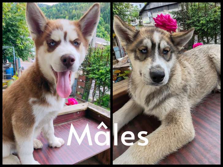 Huskys mâles