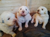 Chiots de type Montagne des Pyrénées (Patou) à vendre