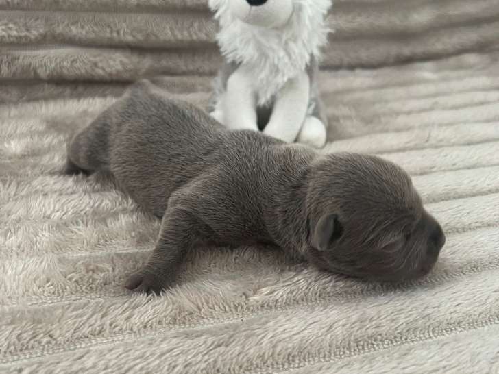 Magnifique chiots Staffy LOF à vendre