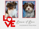 Magnifiques chiots Biewer et Biro à vendre