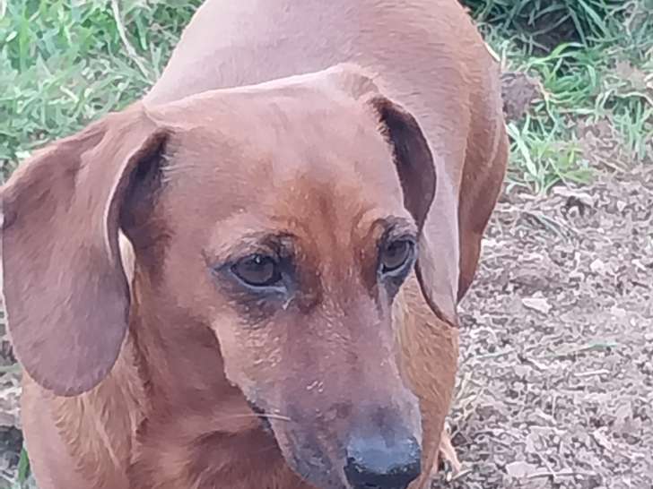 Chienne adulte Teckel à donner