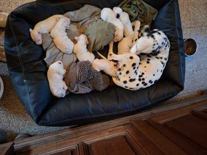Chiots de type Dalmatien à vendre (1 femelle & 6 mâles)