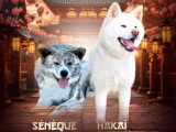 Chiots Akita Inu LOF haut de gamme à vendre