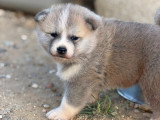 Chiots Akita Inu LOF haut de gamme à vendre