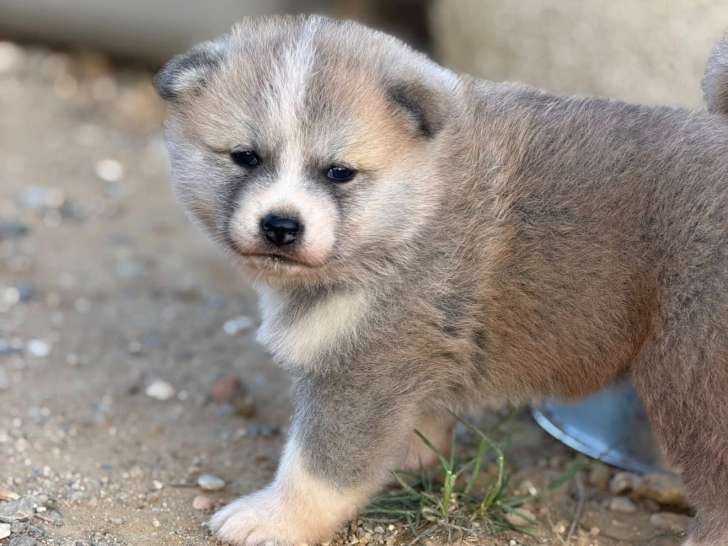 Chiots Akita Inu LOF haut de gamme à vendre