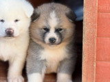 Chiots Akita Inu LOF haut de gamme à vendre